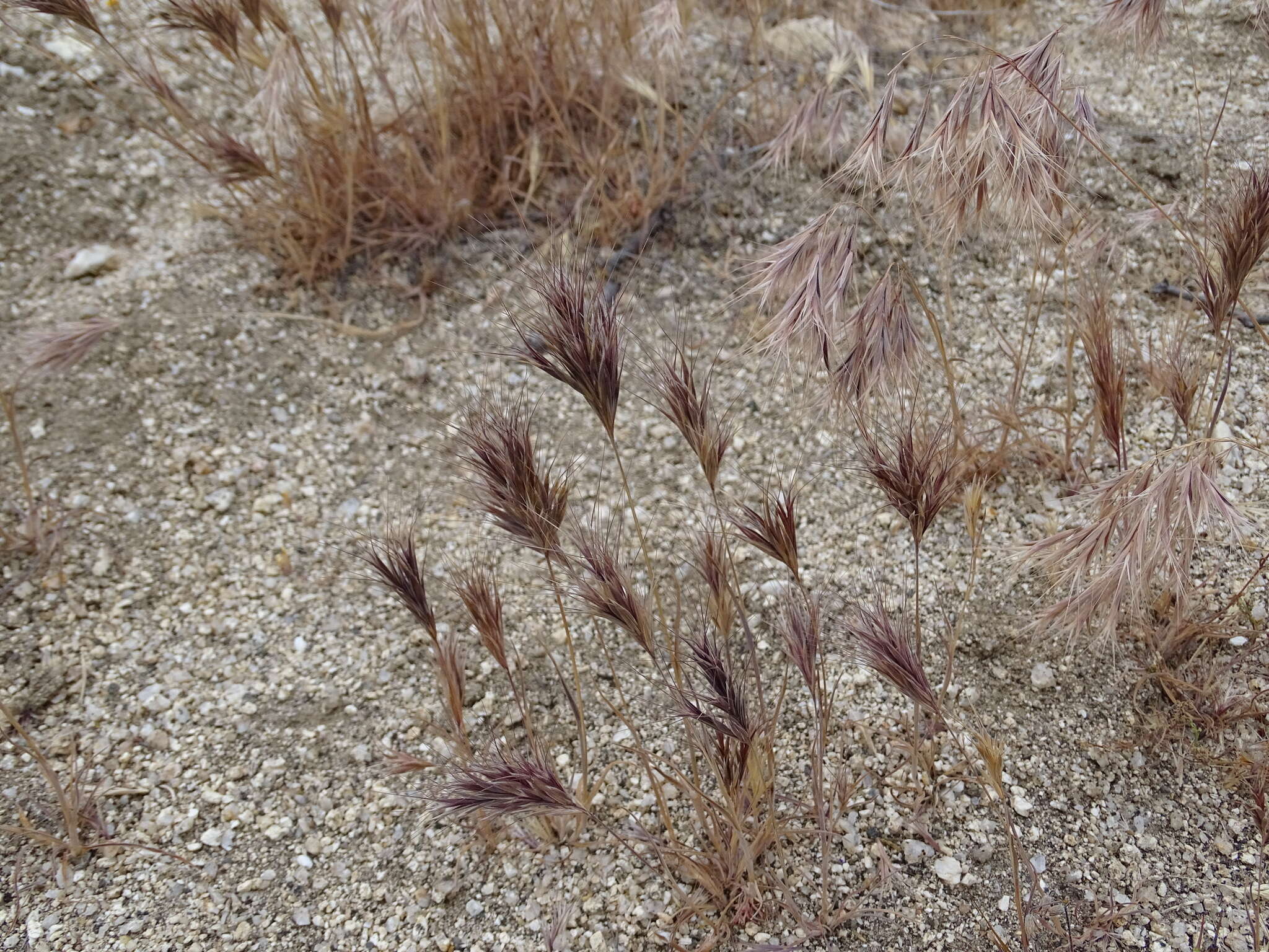 Image of red brome