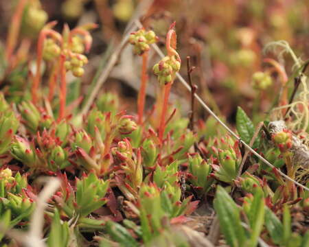 Imagem de Saxifraga tricuspidata Rottb.