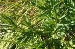 Image of Angelica pyrenaea (L.) Sprengel