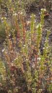 Image of upland eyebright