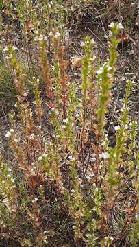 Imagem de Euphrasia frigida Pugsley