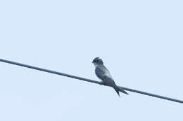 Image of Grey-rumped Treeswift