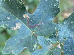 صورة Stigmella aceris (Frey 1857) Gerasimov 1952