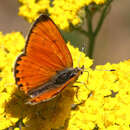 Imagem de <i>Lycaena ophion</i>