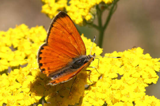 Image of <i>Lycaena ophion</i>