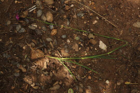 Image of Dianthus carthusianorum subsp. carthusianorum