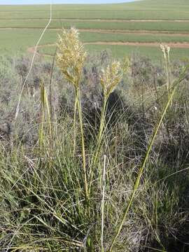 Image of Capeochloa arundinacea (P. J. Bergius) N. P. Barker & H. P. Linder