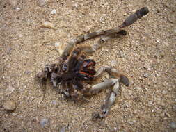 Image of Ivory Ornamental Tarantula