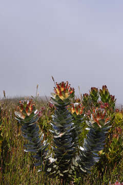 Image of Mimetes hottentoticus Phillips & Hutchinson