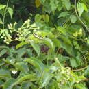 Слика од Heliotropium verdcourtii Craven
