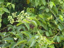 Image of Heliotropium verdcourtii Craven