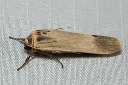 Sivun Tigrioides puncticollis Butler 1877 kuva