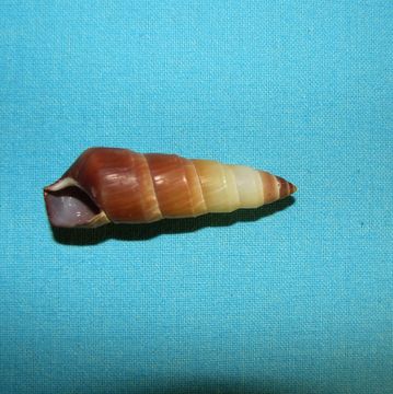 Image of <i>Carelia dolei</i>