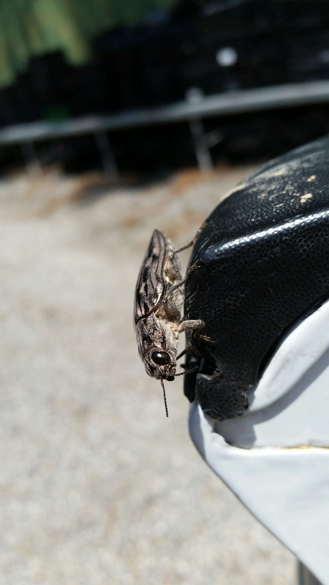 Image of Sculptured Pine Borer