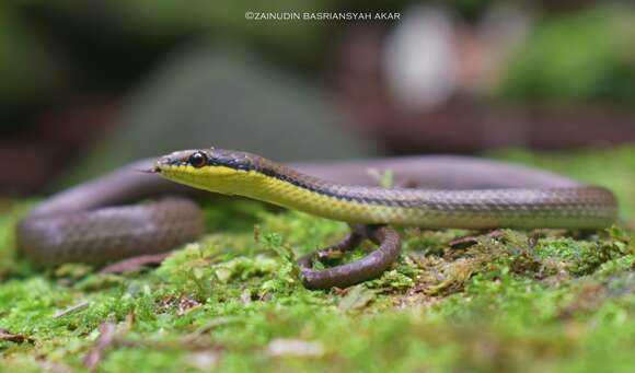 Image of Malayan Ringneck