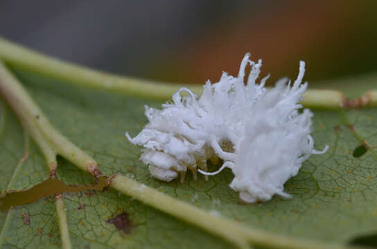 Image of <i>Eriocampa dorpatica</i> Konow 1887