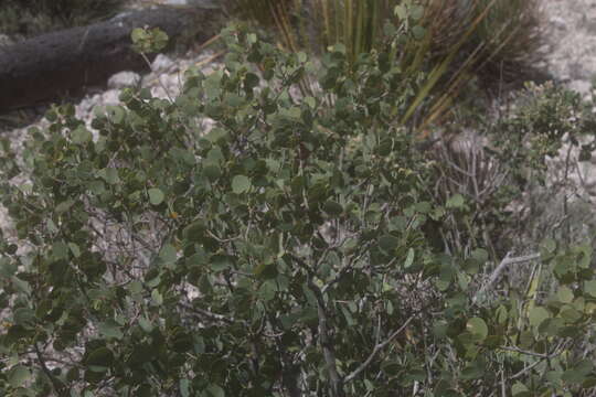 Image of Senegalia crassifolia (A. Gray) Britton & Rose