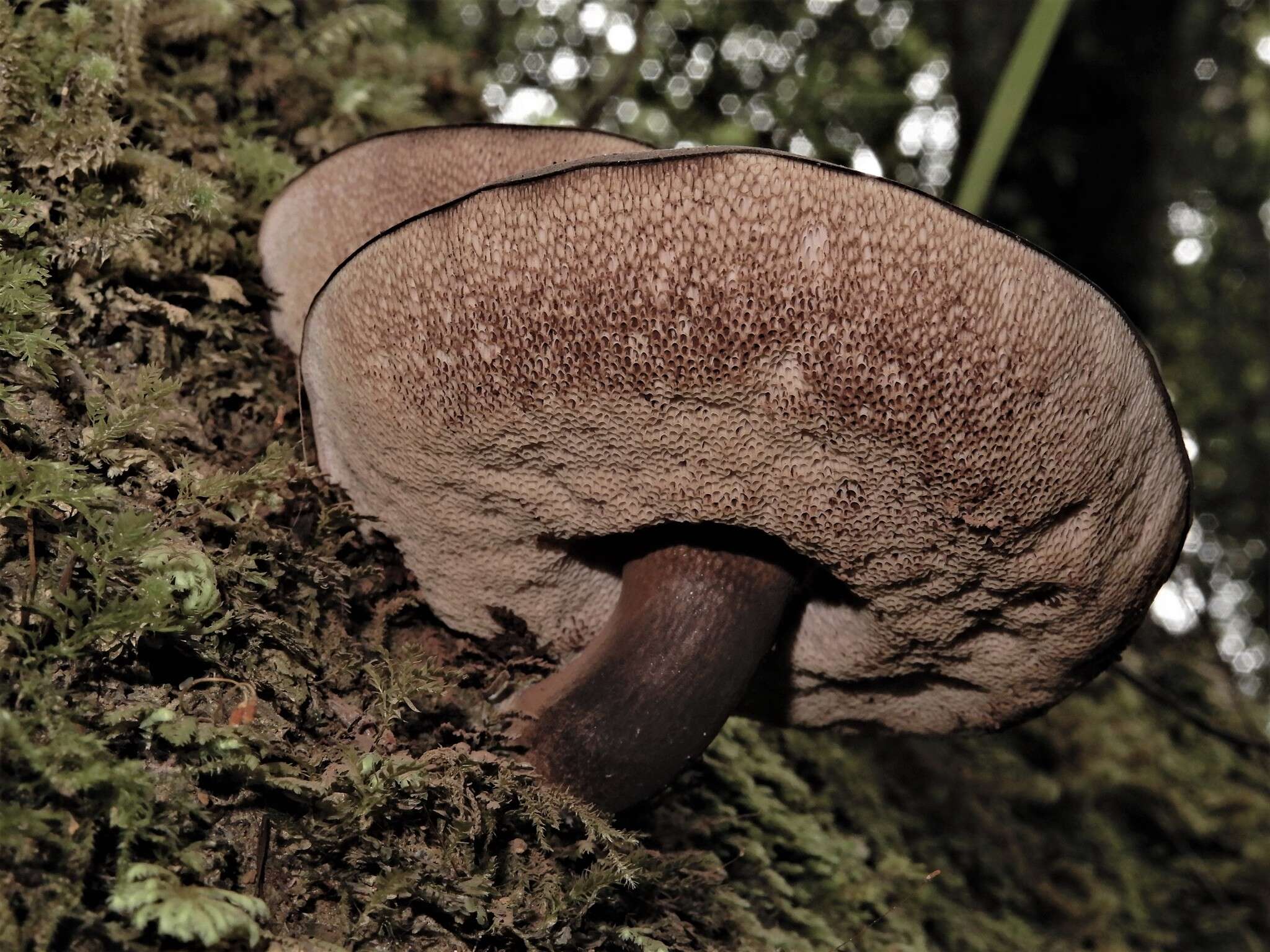 Image of Porphyrellus formosus (G. Stev.) J. A. Cooper 2014