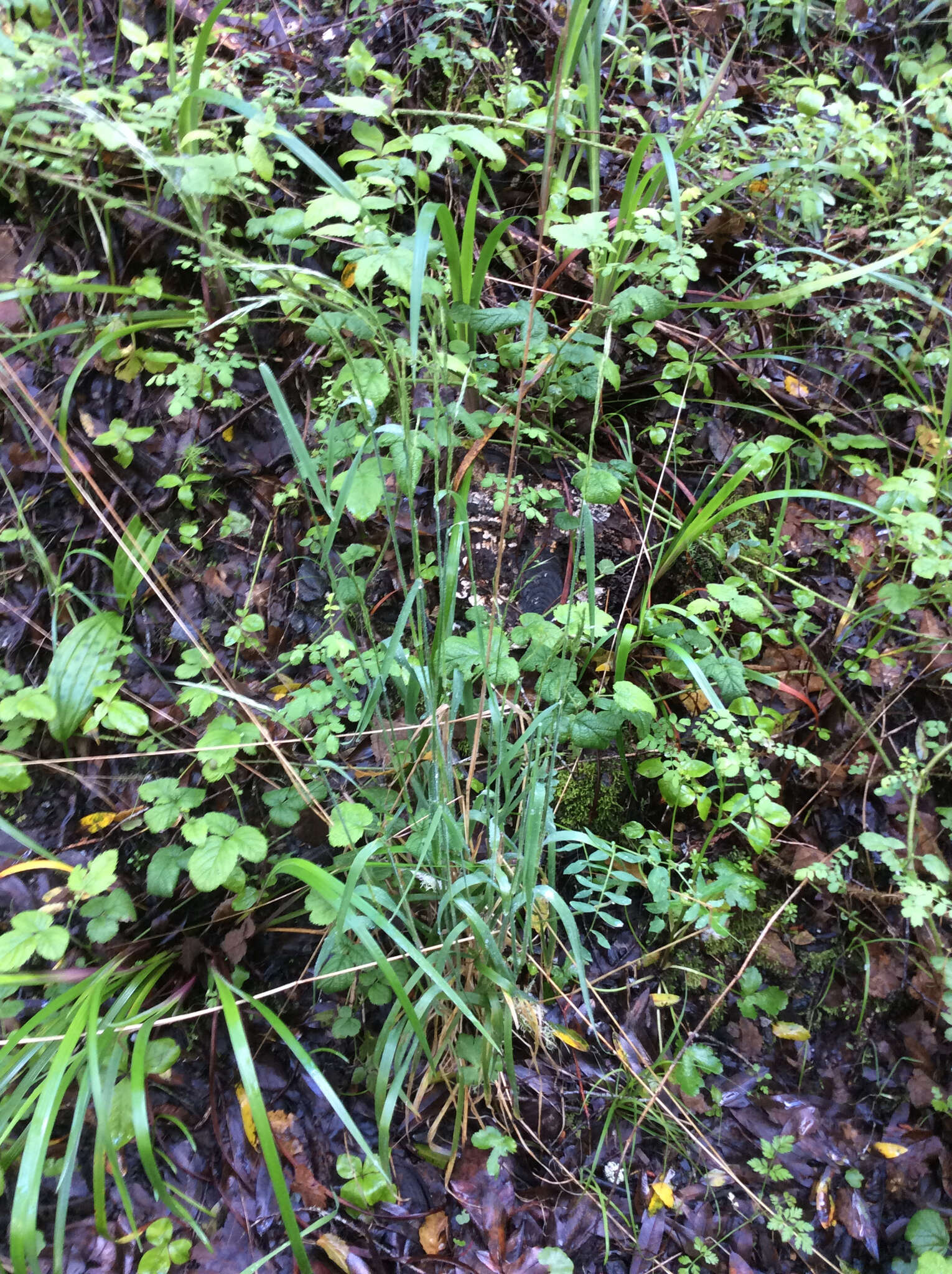 Image of tall trisetum