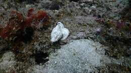 Image of Flasher scorpionfish