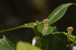 Image of Pleurothallis octavioi Luer & R. Escobar