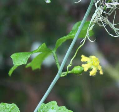 Image of Ibervillea lindheimeri (A. Gray) Greene