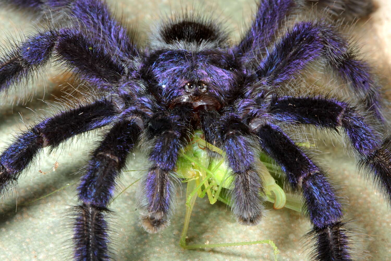 Image of Ecuadorian Purple Tarantula