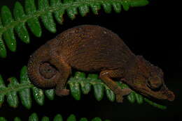 Image of Big-nosed chameleon