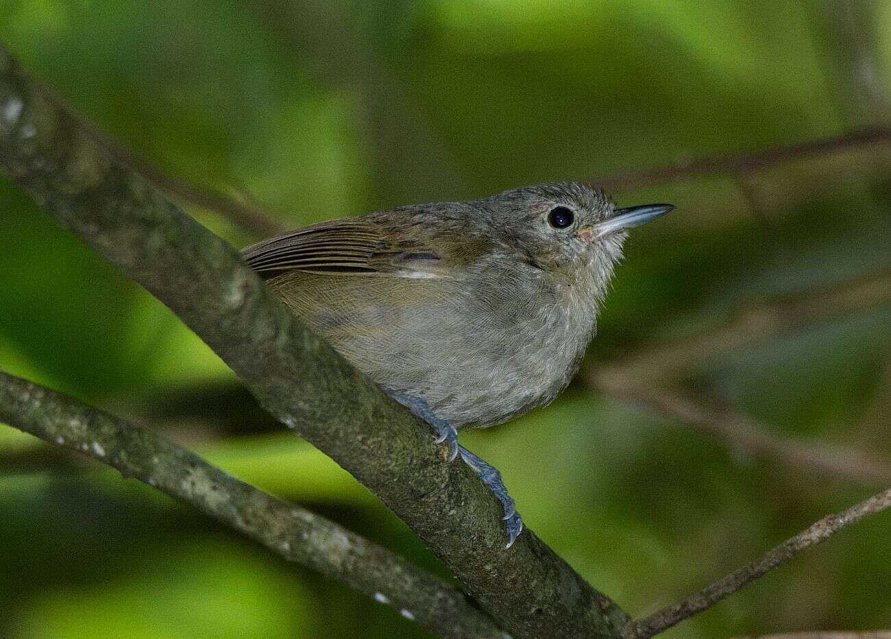 Image of Unicolored Antwren