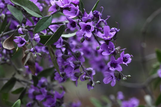 Image of Lilac Mint-bush