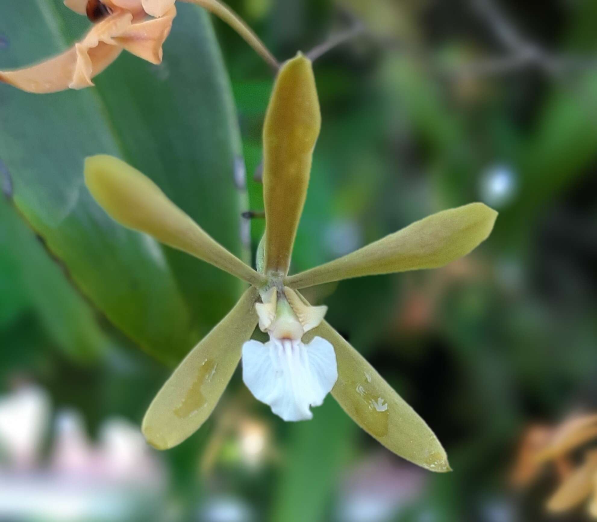 Слика од Encyclia stellata (Lindl.) Schltr.