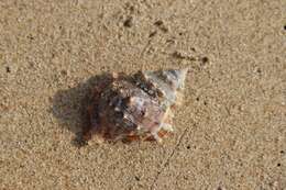 Image of frilled frogsnail