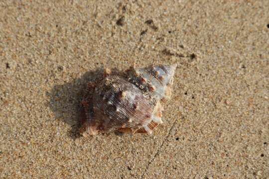 Image of frilled frogsnail