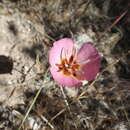 صورة Calochortus palmeri var. palmeri