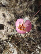 Image of Palmer's mariposa lily