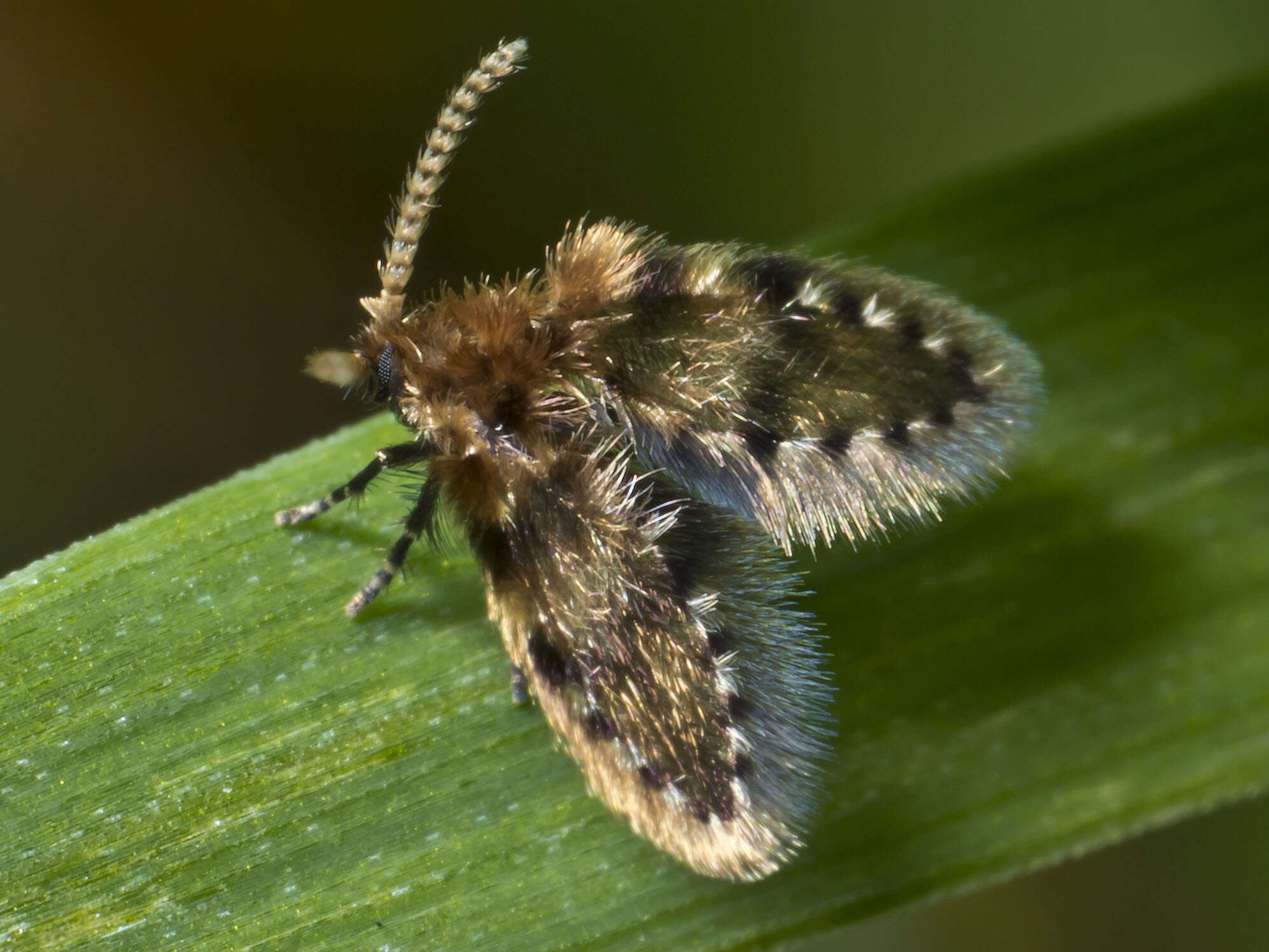 Image of Brunettia alternata Satchell 1958