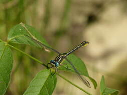 Image of Pronged Clubtail