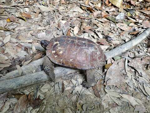 Image of Spiny turtle