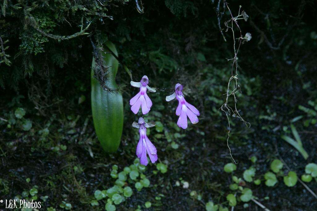 Image of Cynorkis lowiana Rchb. fil.