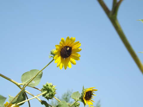 Image of American Bumblebee