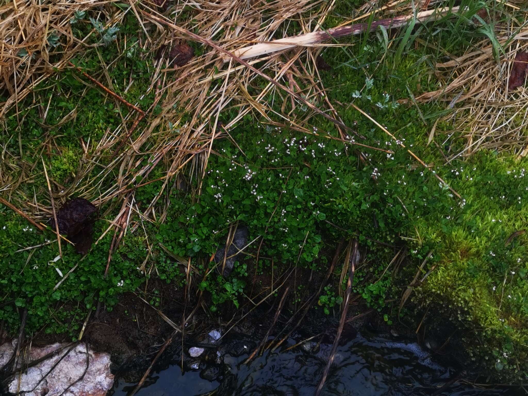 Image of Cardamine scutata Thunb.