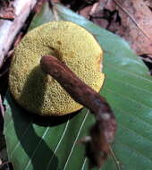 Image of Boletellus pseudochrysenteroides A. H. Sm. & Thiers 1971