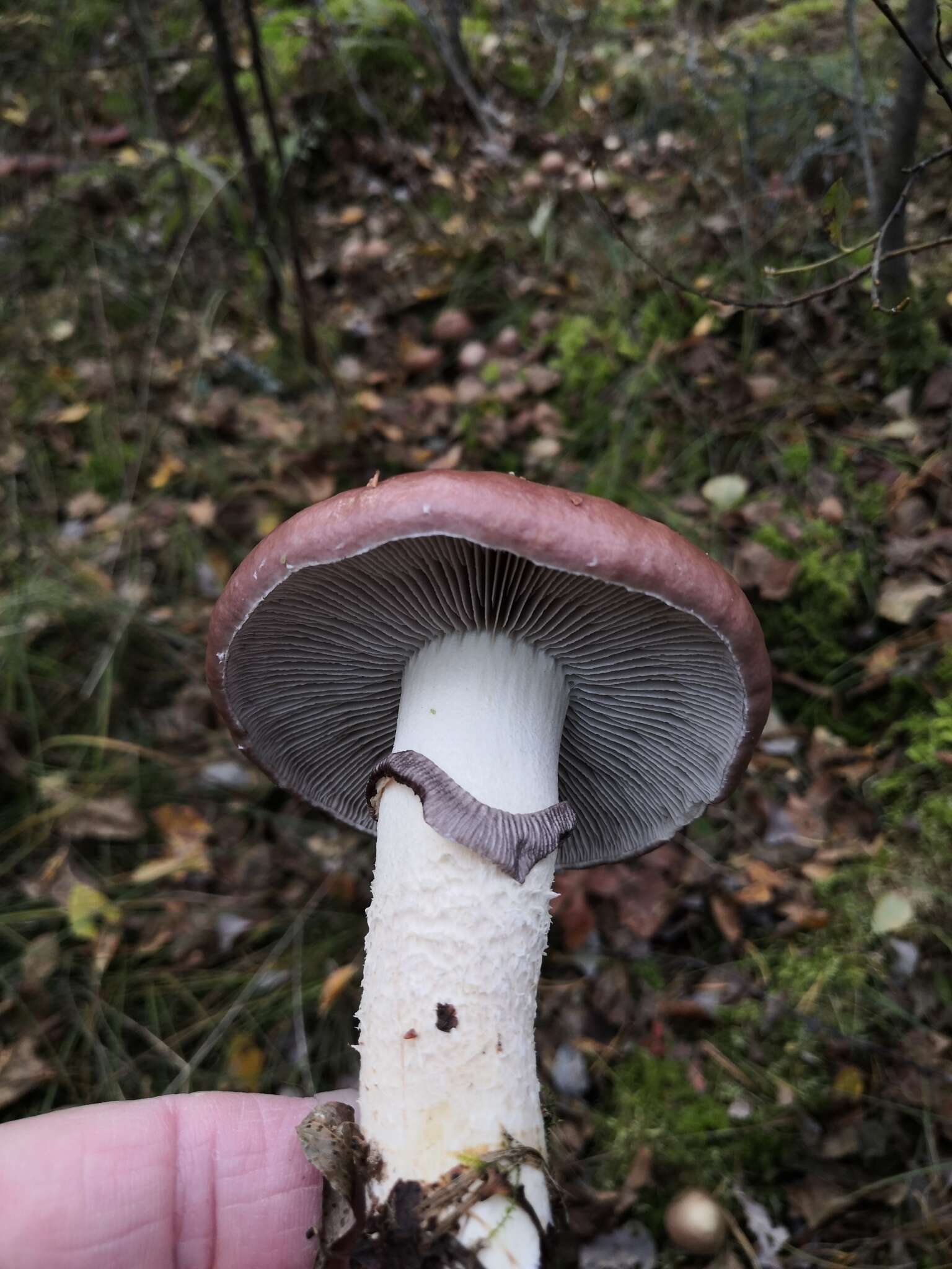 Imagem de Stropharia hornemannii (Fr.) S. Lundell & Nannf. 1934