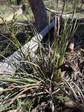 Image of Patersonia sericea var. longifolia (R. Br.) C. Moore & Betche