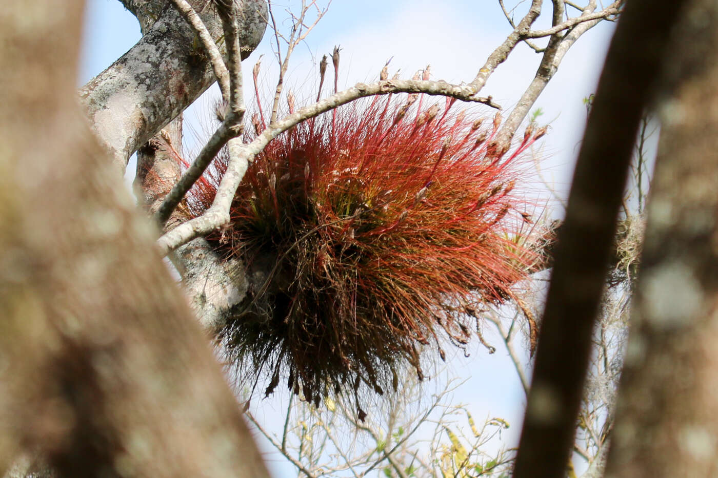 Imagem de Tillandsia festucoides Brongn. ex Mez