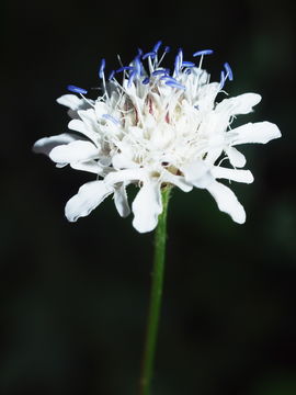 Image of <i>Cephalaria transsylvanica</i>