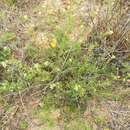 Image of palmleaf globemallow