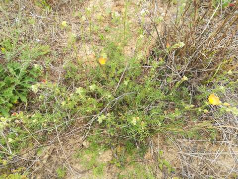 Imagem de Sphaeralcea pedatifida (A. Gray) A. Gray