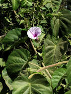 Image of Ipomoea tenuirostris Choisy