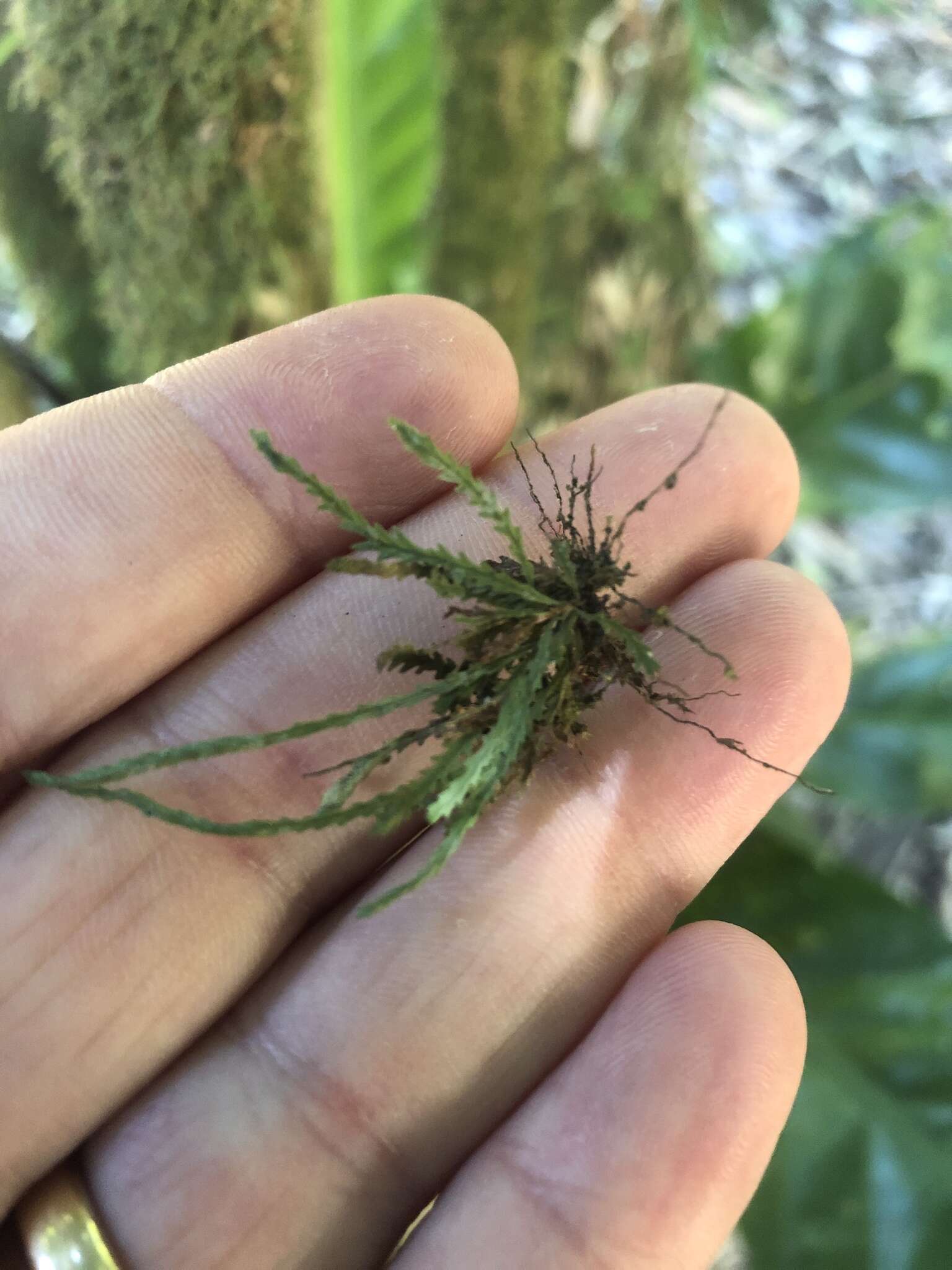 Image of toothed snailfern